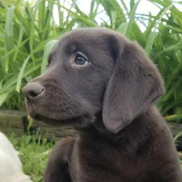 Labrador Retrievers from Campbell Valley Labradors