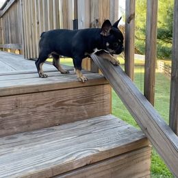 French Bulldog Puppies from Wind Ridge Frenchies