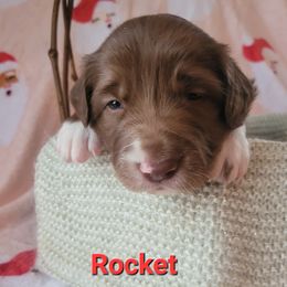 Rocket - White and red male Border Collie puppy in Watsontown, Pennsylvania from Kate Gresham