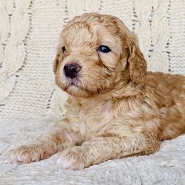Madison - Apricot male Maltipoo puppy in Buckeye, Arizona from Little Loves Maltipoos
