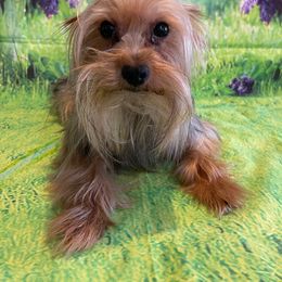 Rocky - Yorkshire Terrier