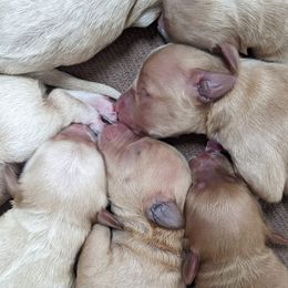 Goldendoodle Puppies from Rocks & Roses Doodles