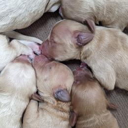 Goldendoodle Puppies from Rocks & Roses Doodles