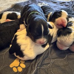Bernedoodle puppies from Florida Mini Bernedoodles