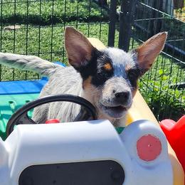 Australian Cattle Dog Puppies from TLC Cattle dogs