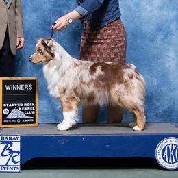 Cinnamon - Miniature American Shepherd