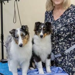 Shetland Sheepdog Puppies from Double Dare Shelties