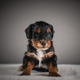 Red collar - Tri-color male Bernedoodle puppy in Caldwell, Idaho from Boise Doodle Co.