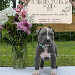 Mojito - Blue male American Bully puppy in Virginia from Terminal Velocity Kennels LLC