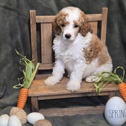 Raj - Parti male Poodle puppy in Statesboro, Georgia from Briar Creek Kennels