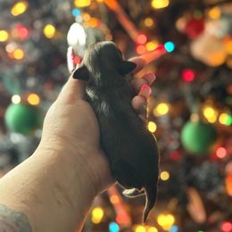 Gravy - Cream male Dachshund puppy in Sebring, Florida from Mini Weenies