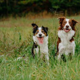 Border Collie All Grown Up from Rising Tide Border Collies
