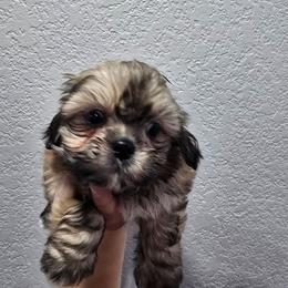 Toby - Red and tan male Shih Tzu puppy in Cabot, Arkansas from Borderland's Kennel