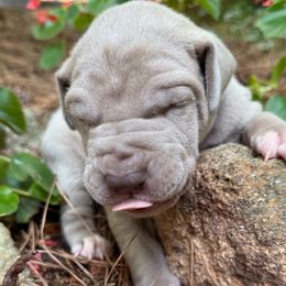 Silver (Lilac) Smushy girl - Silver female Great Dane puppy in Greenville, South Carolina from Allen’s Ridge Ranch