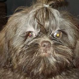 Boy 1 - Shih Tzu puppy in Birmingham, Alabama from K&D kennels