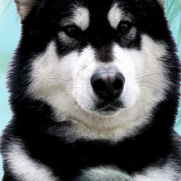 Tequila - Alaskan Malamute