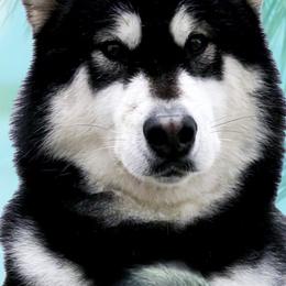 Tequila - Alaskan Malamute