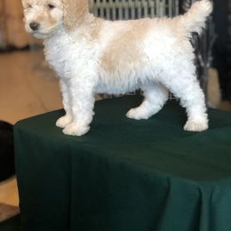 Goldendoodle, Poodle, Aussiedoodle, and Saint Berdoodle Puppies from Rocky Ridge Ranch