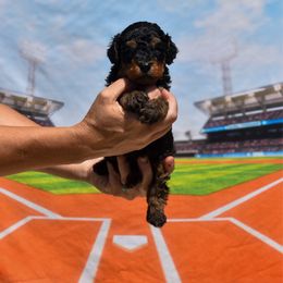 Franklin - Phantom male Bernedoodle puppy in Lake Charles, Louisiana from Journey Doodles