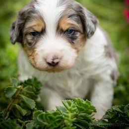 Atlas - Blue merle male Aussiedoodle puppy in Grants Pass, Oregon from Woodwind Miniatures