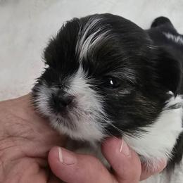 Tyme - Silver gold and white female Shih Tzu puppy in Fallon, Nevada from Grandma Ts Precious Puppies