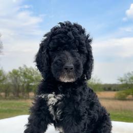 Roger - Black male Goldendoodle puppy in Osage City, Kansas from Golden Ridge Goldens