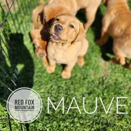 MAUVE - Yellow female Labrador Retriever puppy in Robesonia, Pennsylvania from Red Fox Mountain