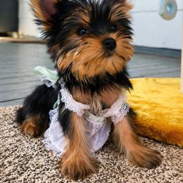 Page - Black and tan female Yorkshire Terrier puppy in North Huntington, Pennsylvania from Charz Dollz