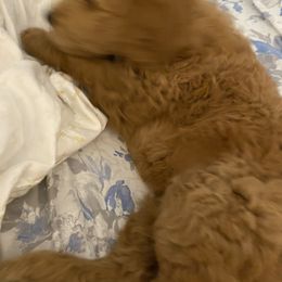 Goldendoodles from Doodlelicious Goldendoodles of Malta,NY