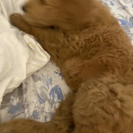 Goldendoodles from Doodlelicious Goldendoodles of Malta,NY