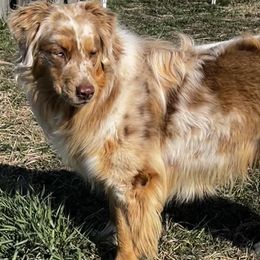 Australian Shepherds from W Heart Bar Aussies