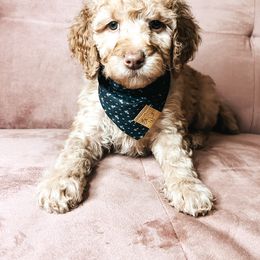 Goldendoodle Puppies from The Doting Doodle