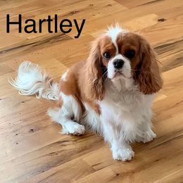 Hartley - Cavalier King Charles Spaniel