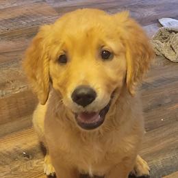 Boy 4 orange collar - Golden Golden Retriever puppy in Brush Prairie, Washington from Paradise Peaks