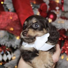 Rufus Babushka - Chocolate male Dachshund puppy in El Cajon, California from Lisa Buxton