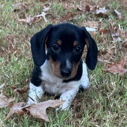 Shades AKC FULL - Piebald male Dachshund puppy in Gentry, Arkansas from Sweet As Pie Doxies