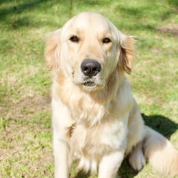 Hank  - Golden Retriever