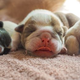 Bulldog Puppies from The Barking Lot