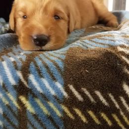 Golden Retriever Puppies from Crowders Creek Goldens