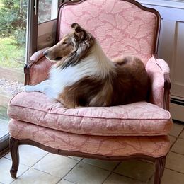 Collie Puppies from Bedford Collies