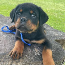 Blue collar - Black and mahogany male Rottweiler puppy in Industry, Illinois from KDKs Kennels