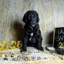 Shade - Black male Poodle puppy in Spring Branch, Texas from Mezzo Poodles