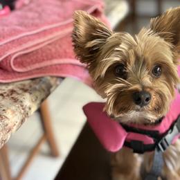 Yorkshire Terriers from Yorkie_Wonderland