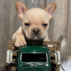 French Bulldogs from Full Throttle Frenchies