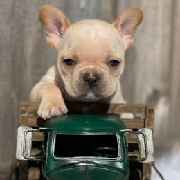 French Bulldogs from Full Throttle Frenchies