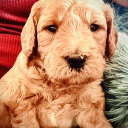 Boy 4 - Goldendoodle puppy from Doodlesoflove