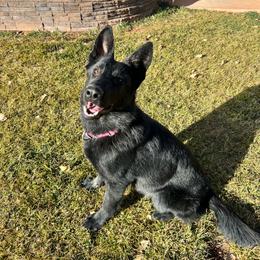 Cali - German Shepherd