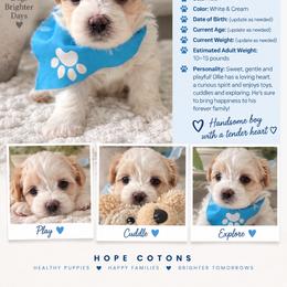 Oliver (Ollie) - White male Coton de Tulear puppy in Freeport, Texas from H❤️PE COTONS