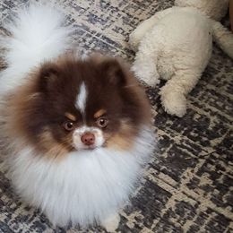 Tini - Pomeranian