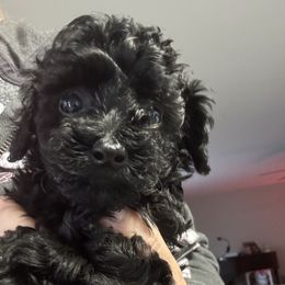 Christen - Black female Poodle puppy in Bessemer City, North Carolina from JJs Puppies of the Carolinas